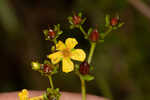 Roundpod St. Johnswort